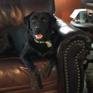 Meet your Posher, Rose